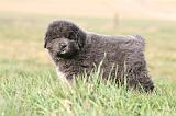 DOGUE DU TIBET 734